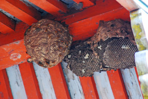 八幡宮　スズメバチの巣